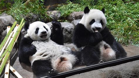 上野動物園 アクセス そして、なぜパンダは地下鉄を好むのか？